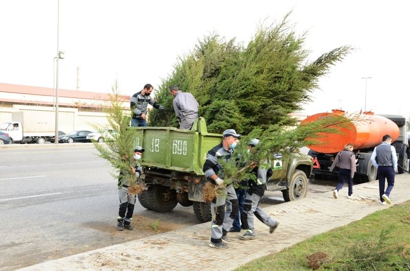 Paytaxtda kütləvi ağacəkmələr aparılır (FOTO) - Gallery Image