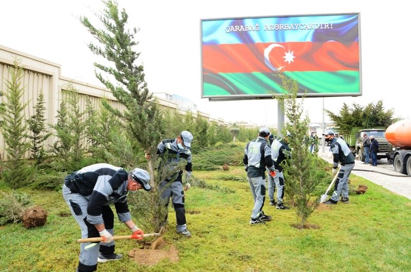 Paytaxtda kütləvi ağacəkmələr aparılır (FOTO) - Gallery Image