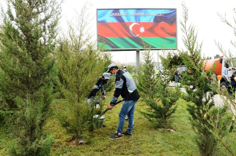 Paytaxtda kütləvi ağacəkmələr aparılır (FOTO) - Gallery Image