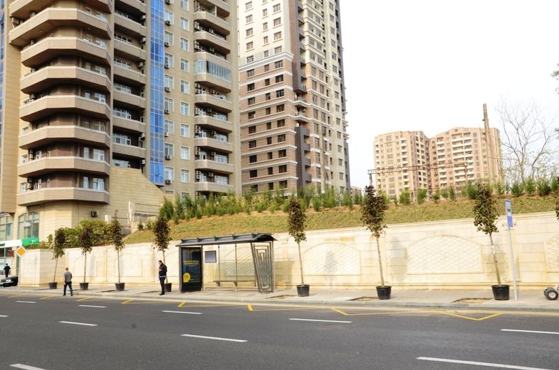 Paytaxtda kütləvi ağacəkmələr aparılır (FOTO) - Gallery Image