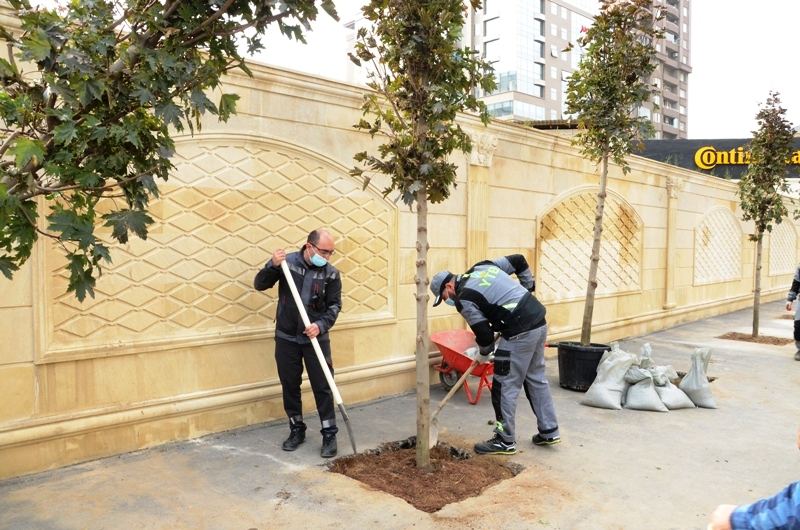 Paytaxtda kütləvi ağacəkmələr aparılır (FOTO) - Gallery Image