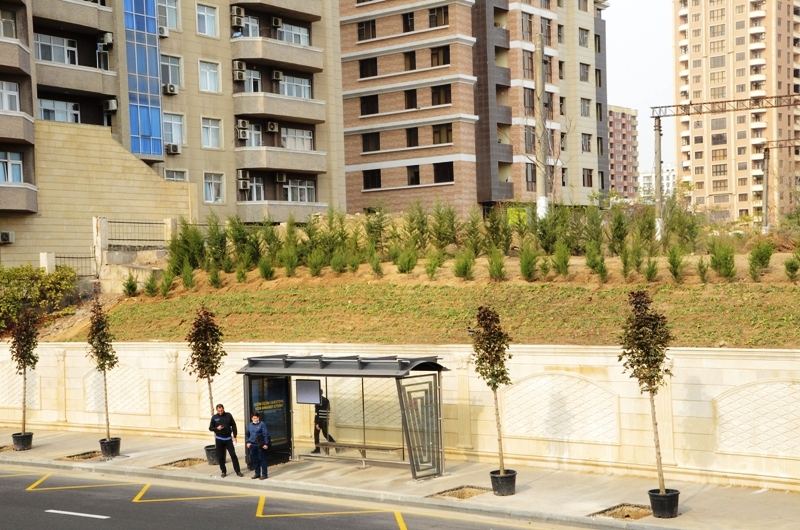 Paytaxtda kütləvi ağacəkmələr aparılır (FOTO) - Gallery Image