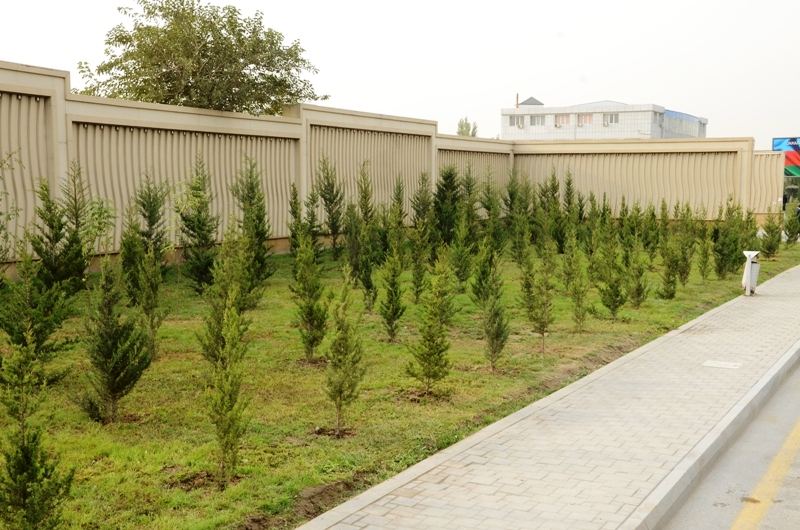 Paytaxtda kütləvi ağacəkmələr aparılır (FOTO) - Gallery Image