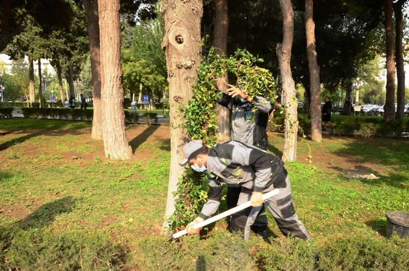 Paytaxtda kütləvi ağacəkmələr aparılır (FOTO) - Gallery Image