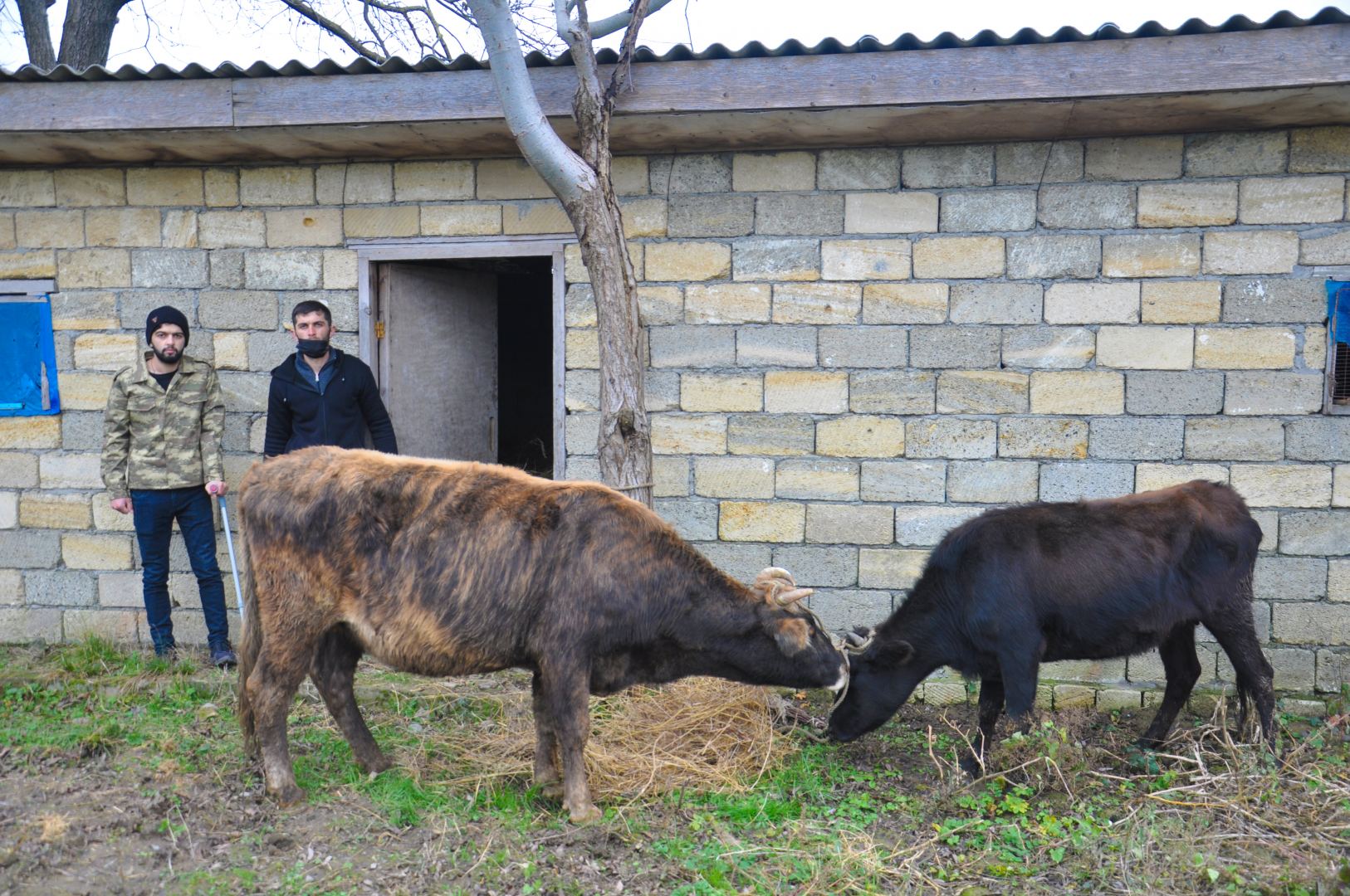 Lənkəranda şəhid və qazi ailələri üçün təsərrüfatlar yaradılıb (FOTO) - Gallery Image