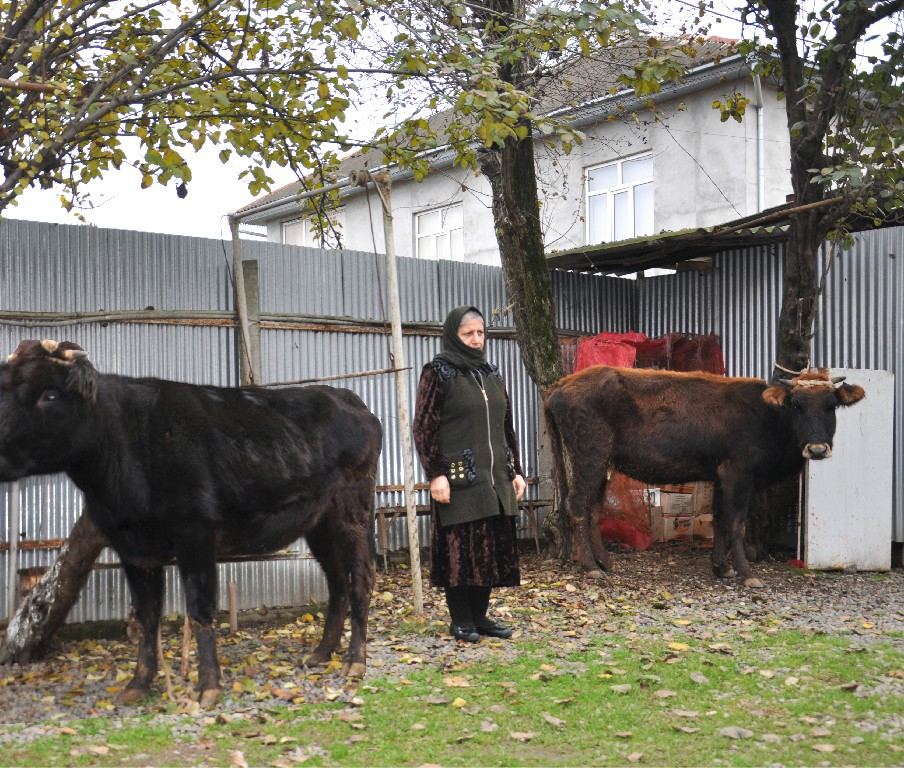 Lənkəranda şəhid və qazi ailələri üçün təsərrüfatlar yaradılıb (FOTO) - Gallery Image