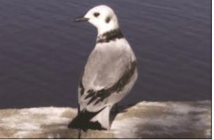 Üçbarmaq qağayı  