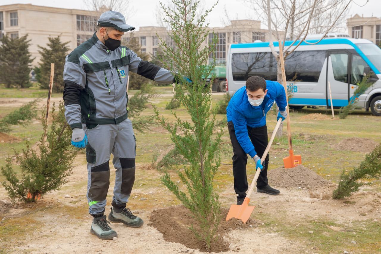 BŞİH və “Regional İnkişaf” İctimai Birliyinin birgə təşkilatçılığı ilə ağacəkmə aksiyası keçirilib (FOTO) - Gallery Image