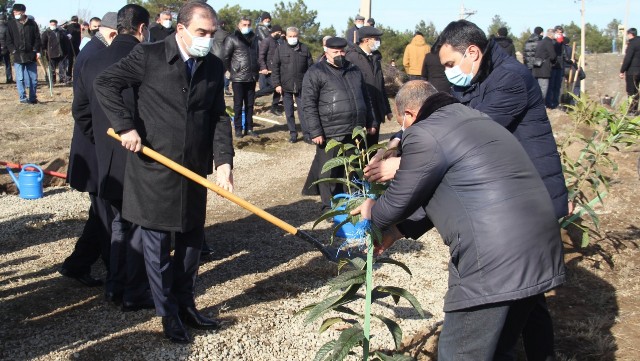Gəncədə Xocalı qurbanlarının xatirəsinə 613 ağac əkilib- FOTOLAR