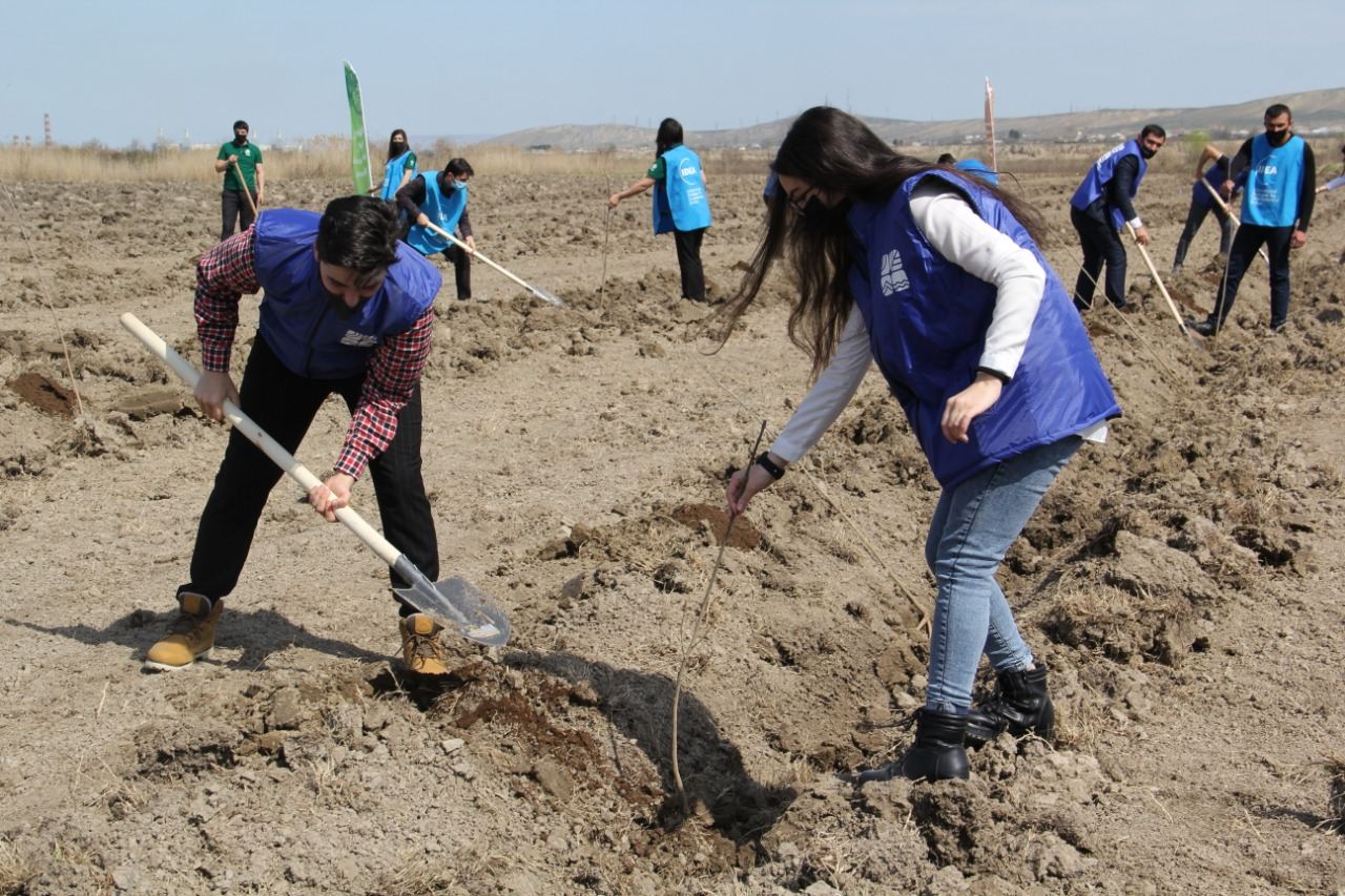 "Yaşıl Marafon” çərçivəsində Şirvanda 2500 ağac əkilib (FOTO) - Gallery Image