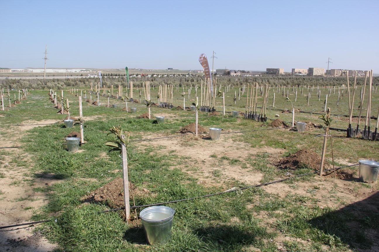 “Yaşıl Marafon” çərçivəsində ağacəkmə aksiyaları davam edir (FOTO) - Gallery Image
