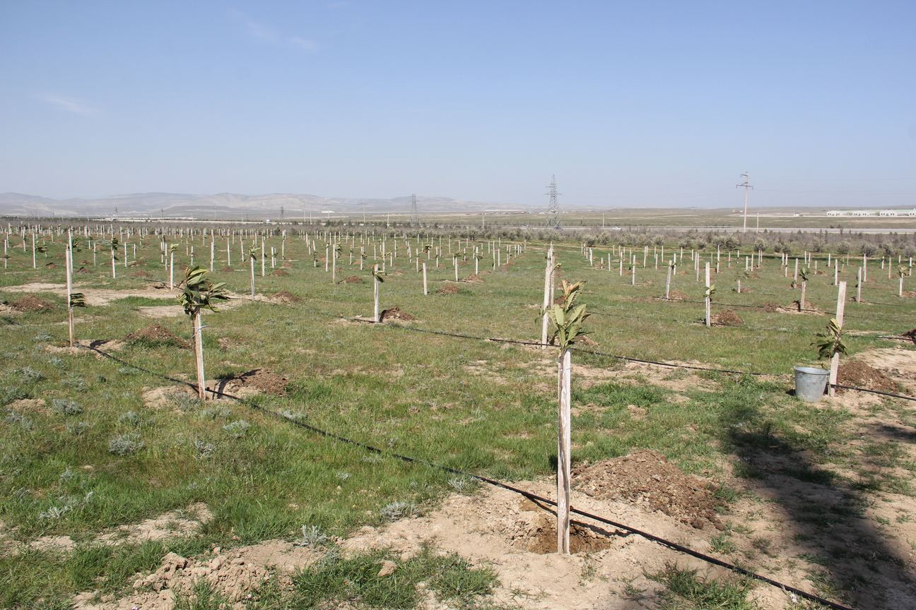 “Yaşıl Marafon” çərçivəsində ağacəkmə aksiyaları davam edir (FOTO) - Gallery Image