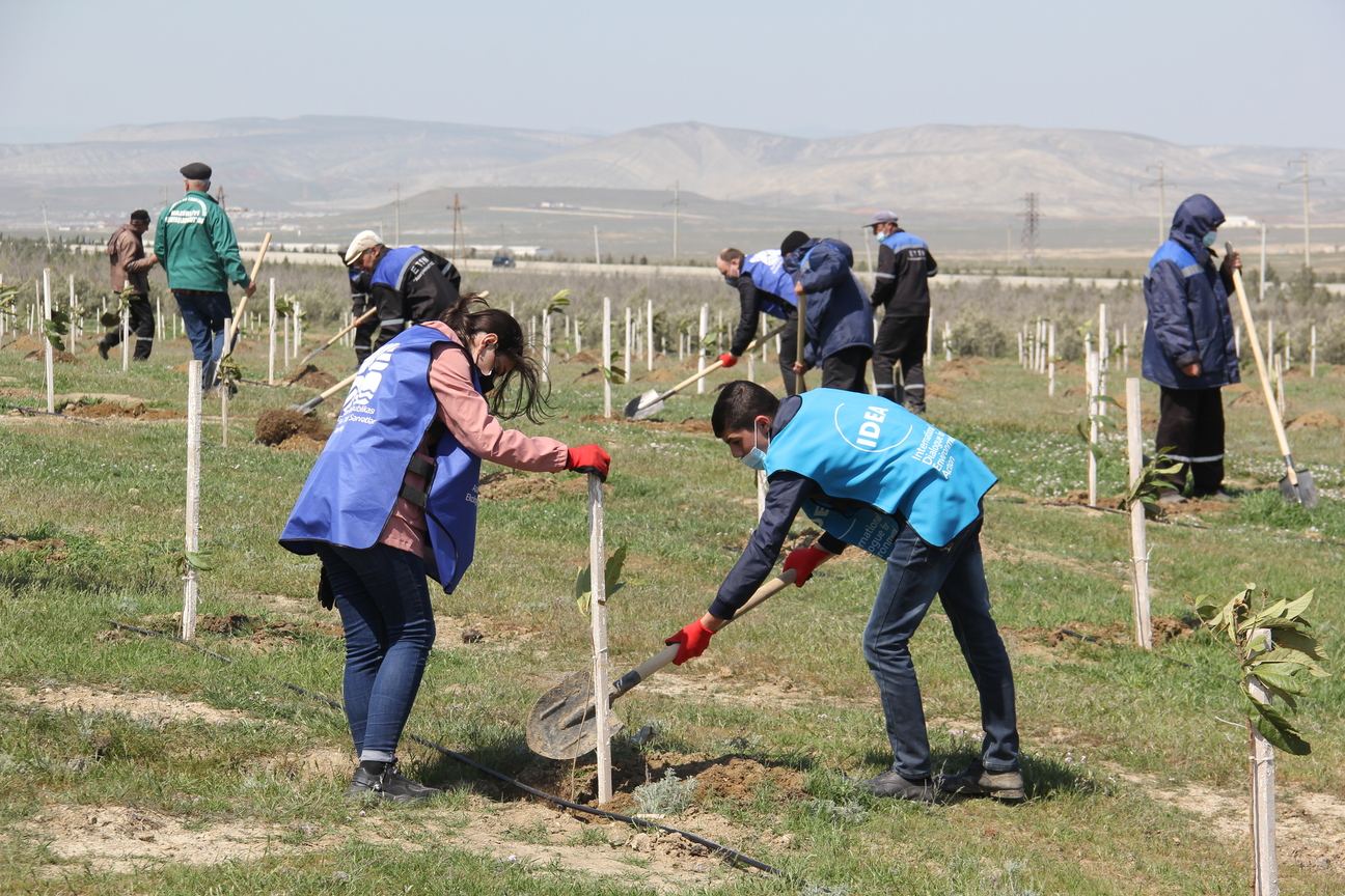 “Yaşıl Marafon” çərçivəsində ağacəkmə aksiyaları davam edir (FOTO) - Gallery Image