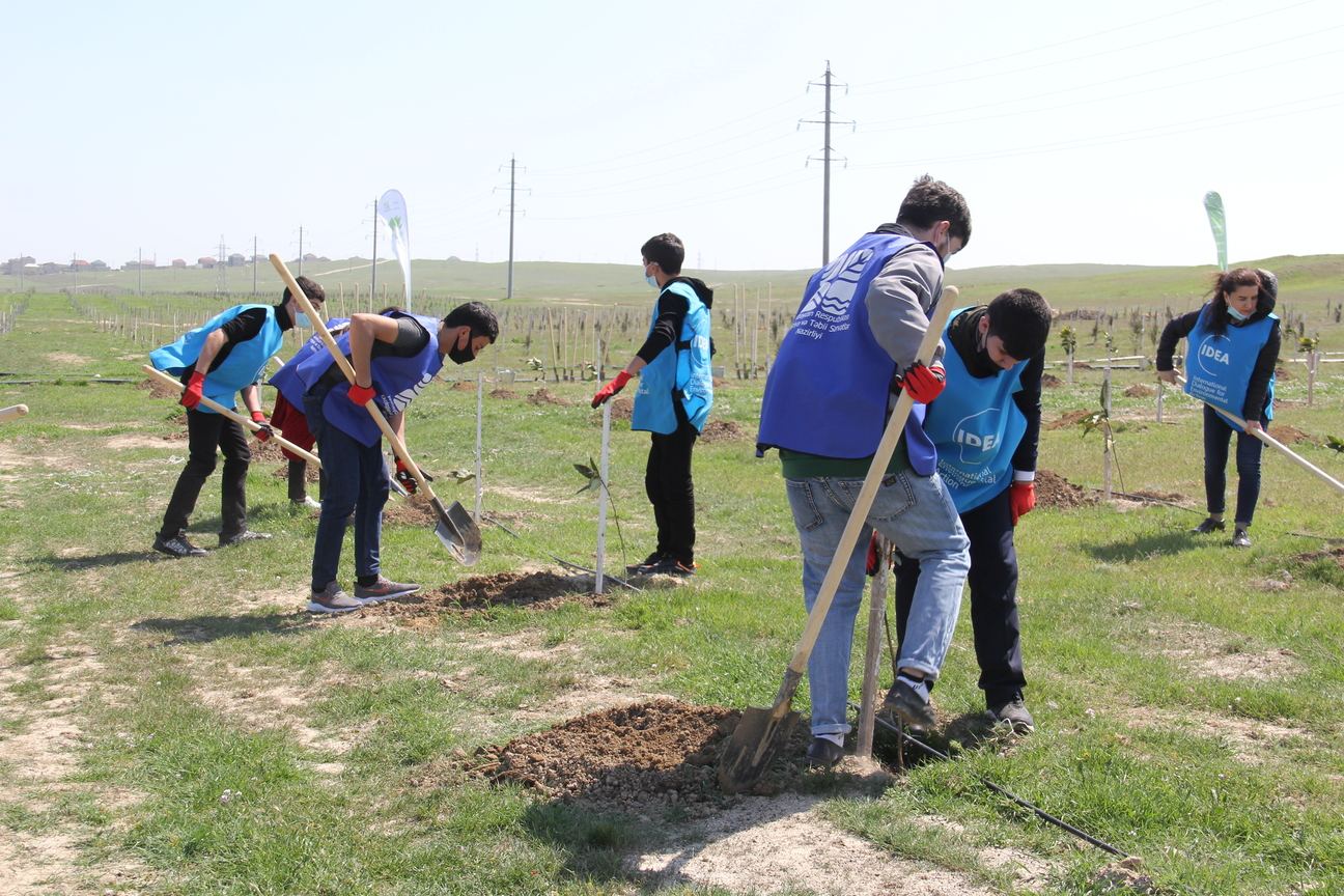 “Yaşıl Marafon” çərçivəsində ağacəkmə aksiyaları davam edir (FOTO) - Gallery Image