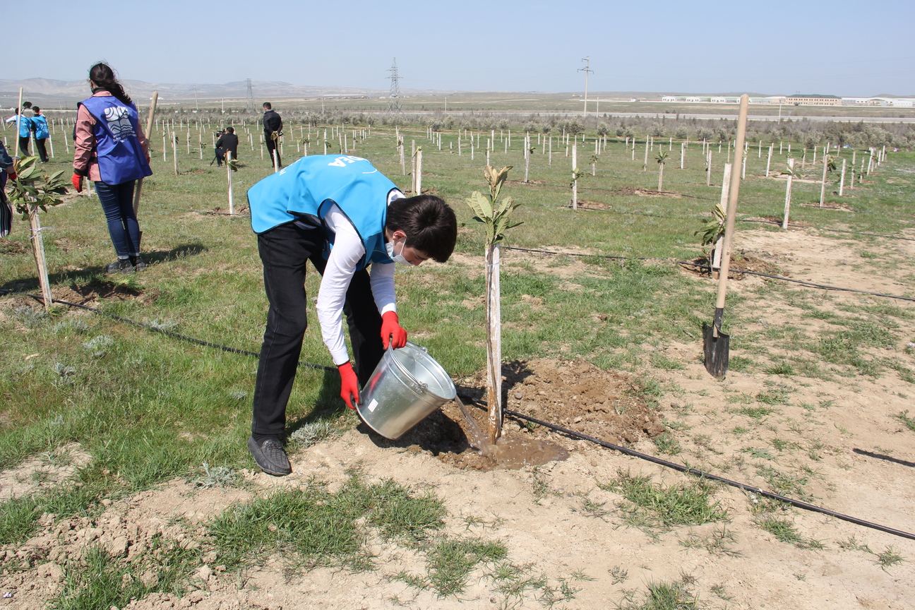 “Yaşıl Marafon” çərçivəsində ağacəkmə aksiyaları davam edir (FOTO) - Gallery Image