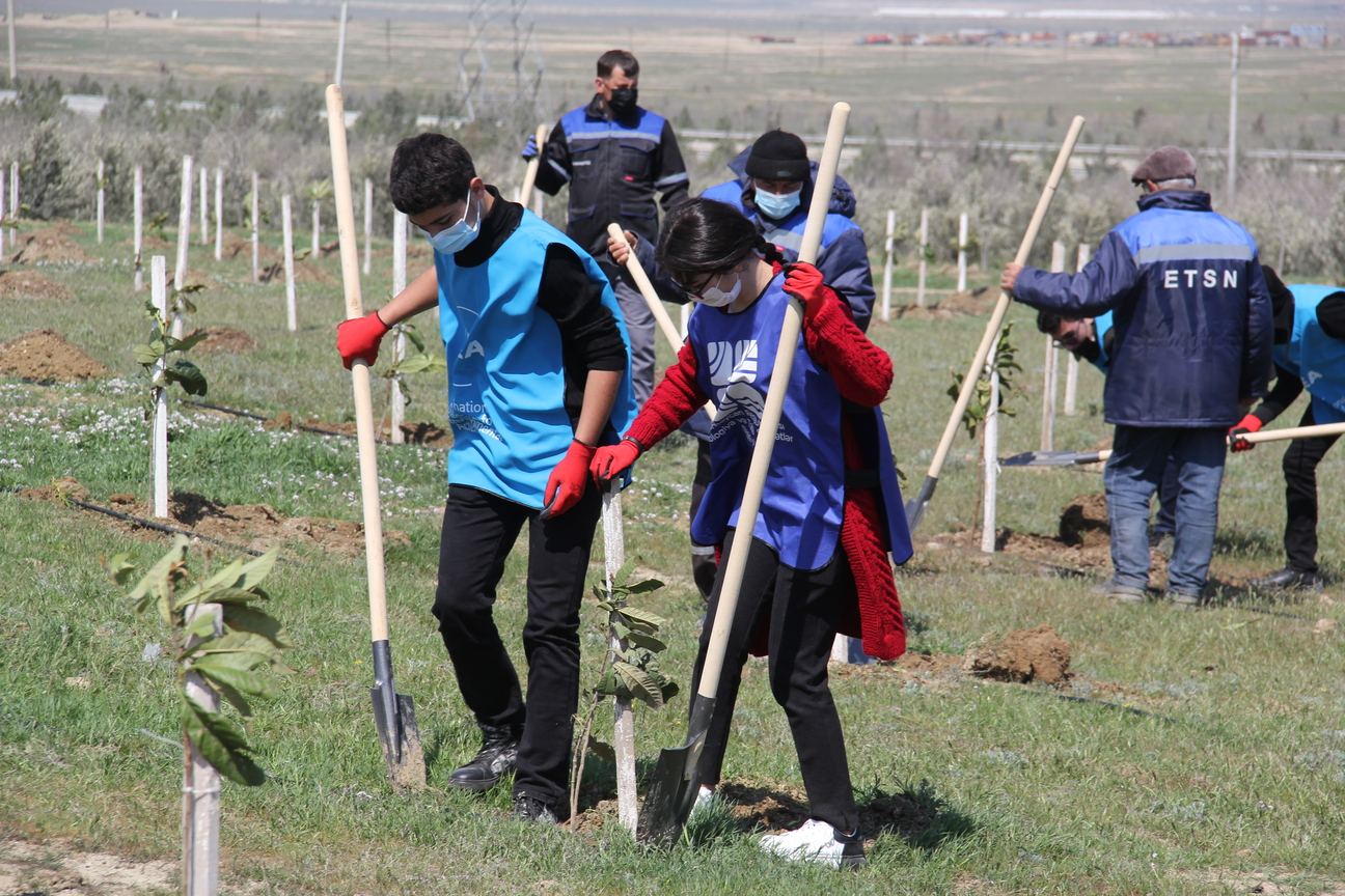 “Yaşıl Marafon” çərçivəsində ağacəkmə aksiyaları davam edir (FOTO) - Gallery Image