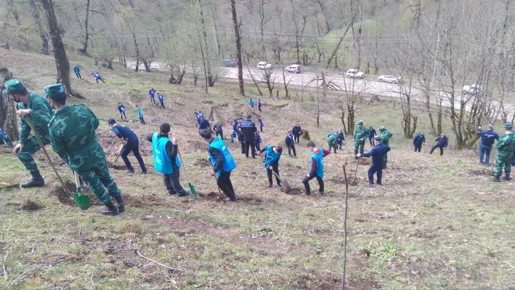 “Yaşıl Marafon” çərçivəsində ağacəkmə aksiyaları davam edir (FOTO) - Gallery Image