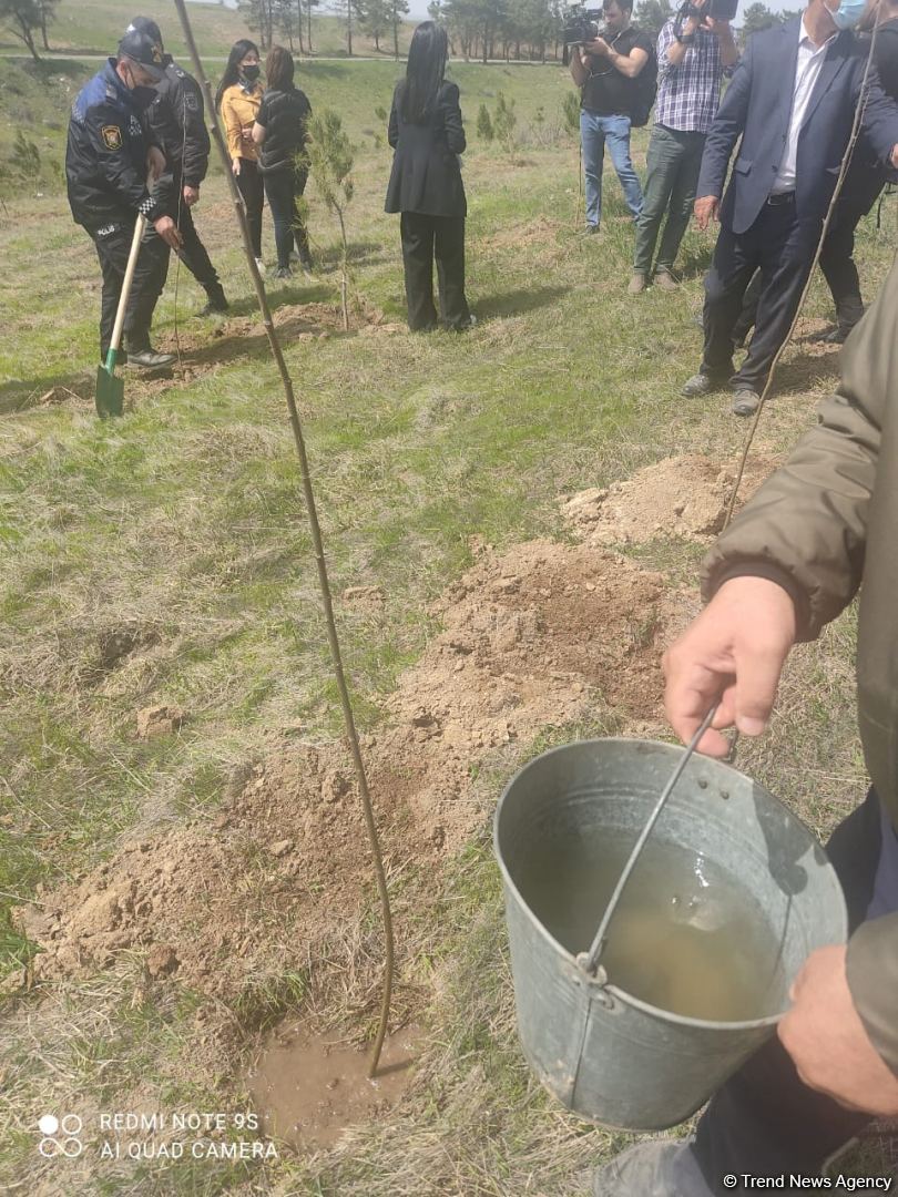 Zəngilanda ağac əkilən ərazilər vaxtilə sıx meşəlik olub - Firdovsi Əliyev (FOTO) - Gallery Image
