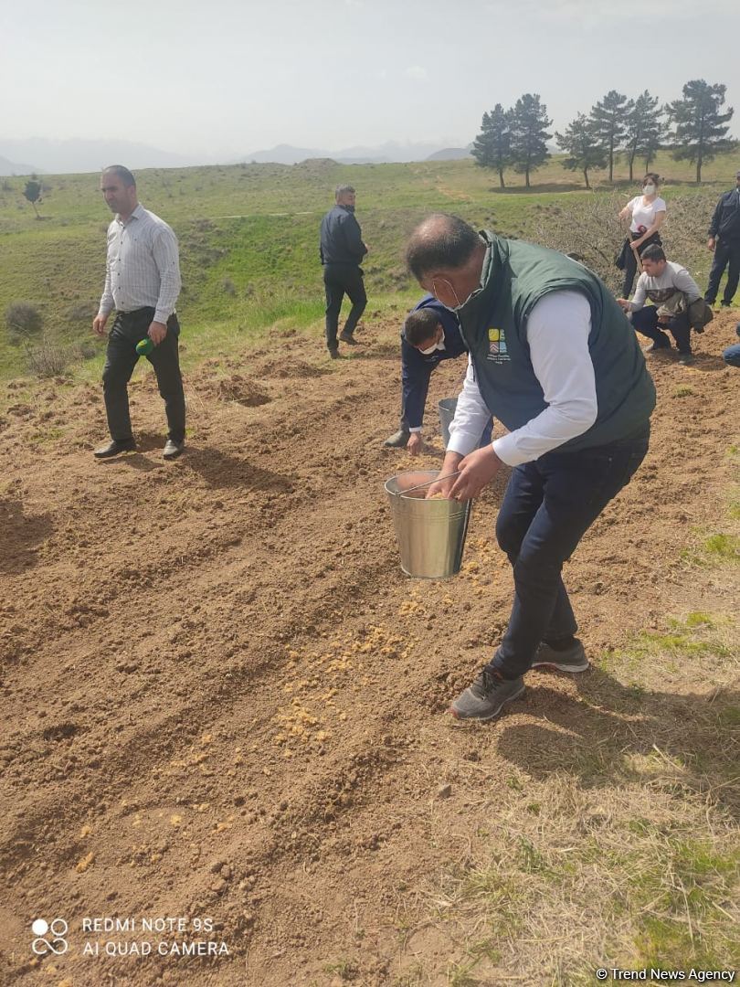 Zəngilanda ağac əkilən ərazilər vaxtilə sıx meşəlik olub - Firdovsi Əliyev (FOTO) - Gallery Image