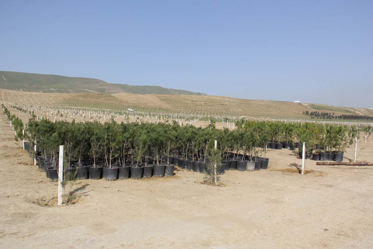 “Yaşıl Marafon” uğurla davam edir (FOTO) - Gallery Image