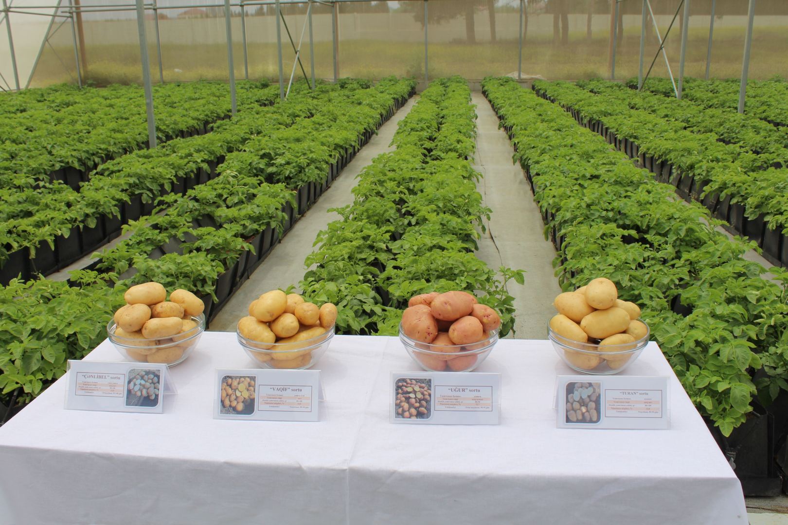 Gədəbəydə yeni yaradılan 4 kartof sortunun əkininə başlanılıb (FOTO) - Gallery Image