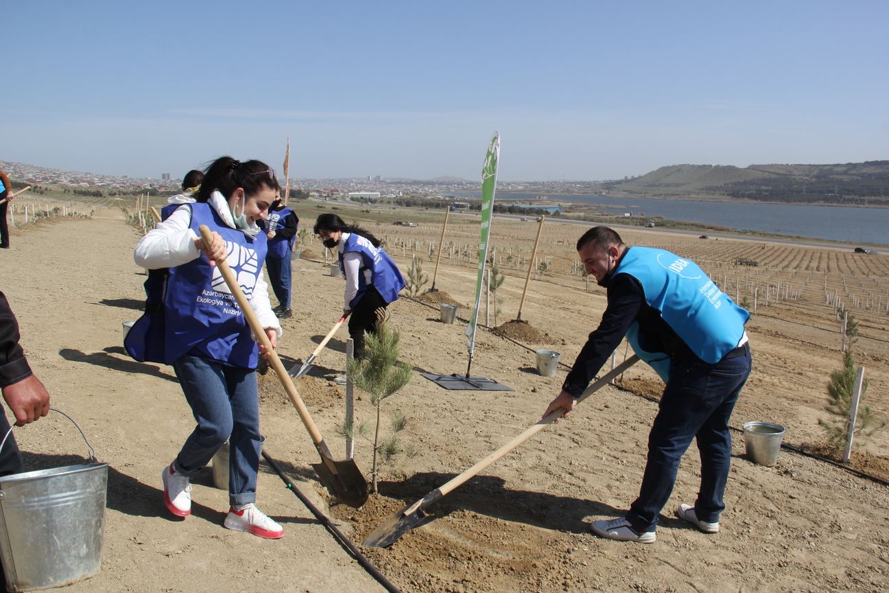 “Yaşıl Marafon” çərçivəsində Bakıda növbəti ağacəkmə aksiyası keçirilib (FOTO) - Gallery Image