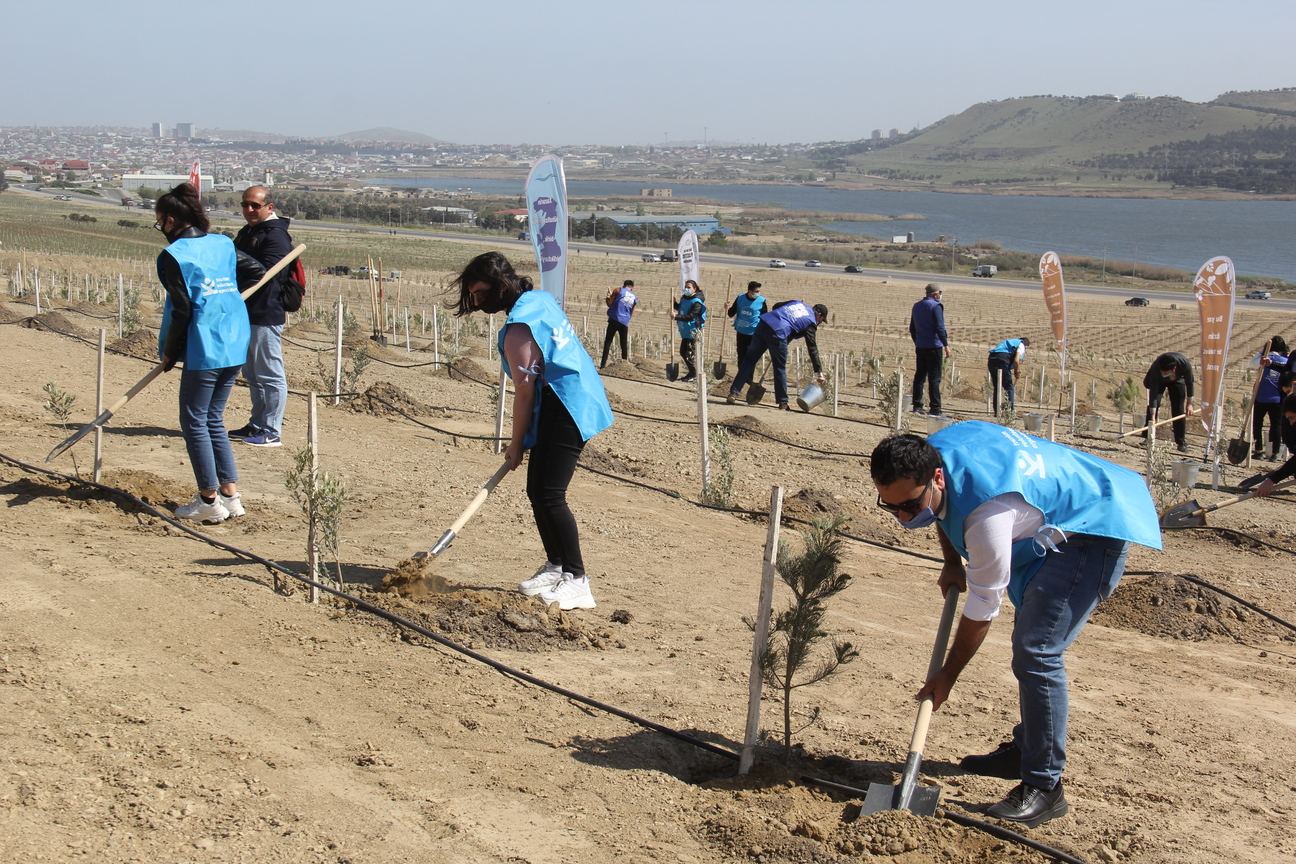 “Yaşıl Marafon” çərçivəsində Bakıda növbəti ağacəkmə aksiyası keçirilib (FOTO) - Gallery Image