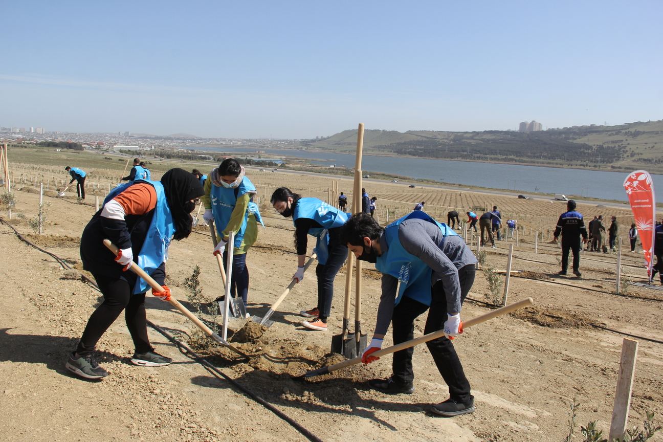 “Yaşıl Marafon” çərçivəsində Bakıda növbəti ağacəkmə aksiyası keçirilib (FOTO) - Gallery Image