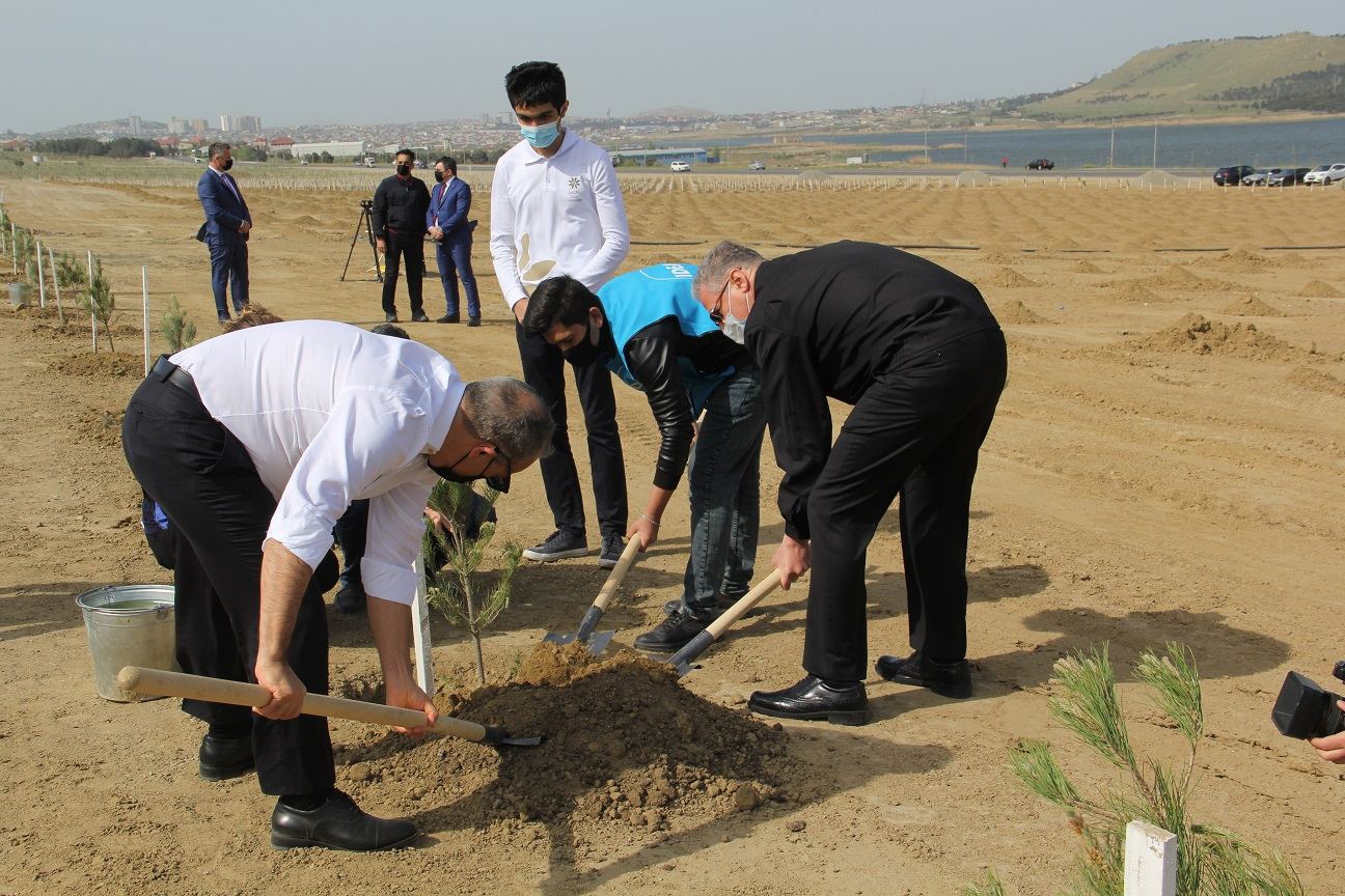 “Yaşıl Marafon” çərçivəsində Bakıda növbəti ağacəkmə aksiyası keçirilib (FOTO) - Gallery Image