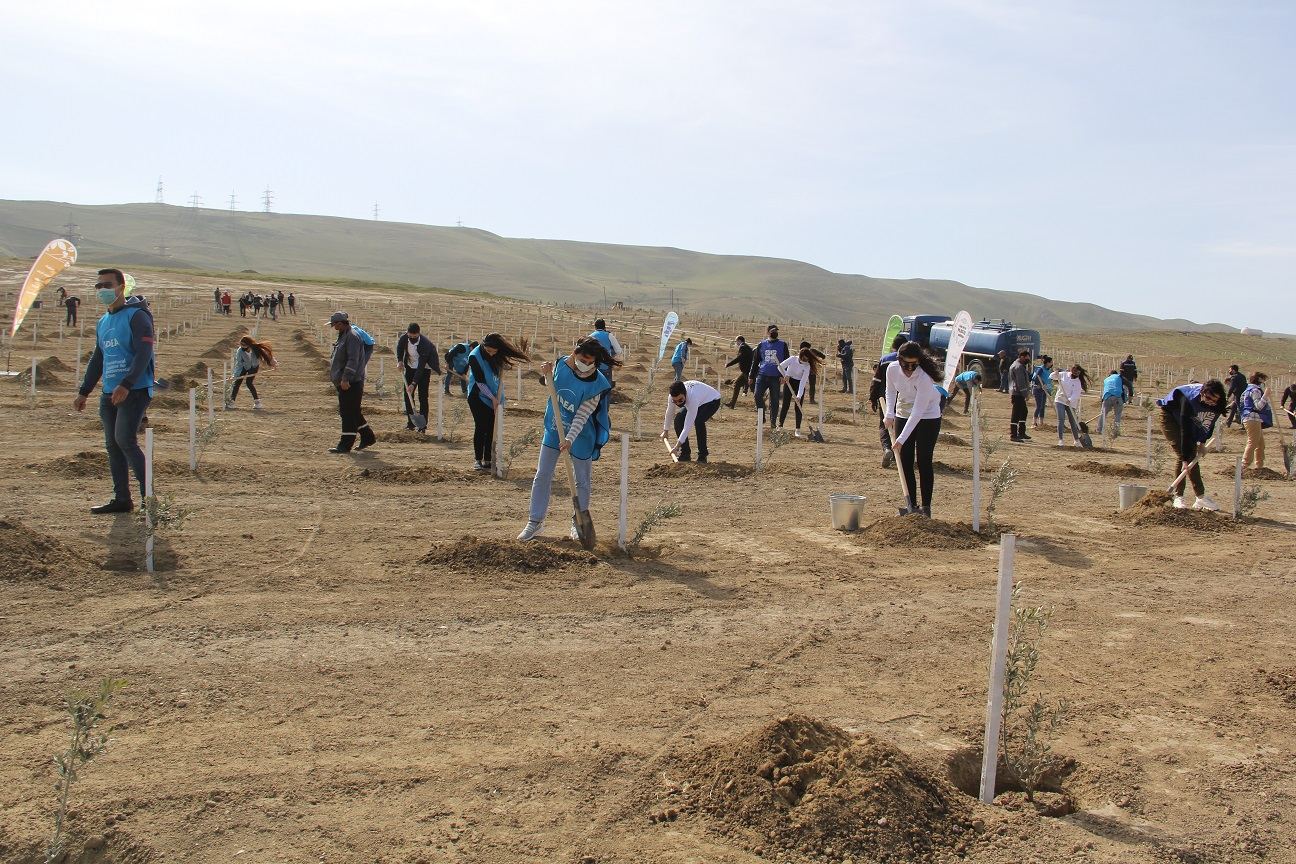 “Yaşıl Marafon” çərçivəsində Bakıda növbəti ağacəkmə aksiyası keçirilib (FOTO) - Gallery Image