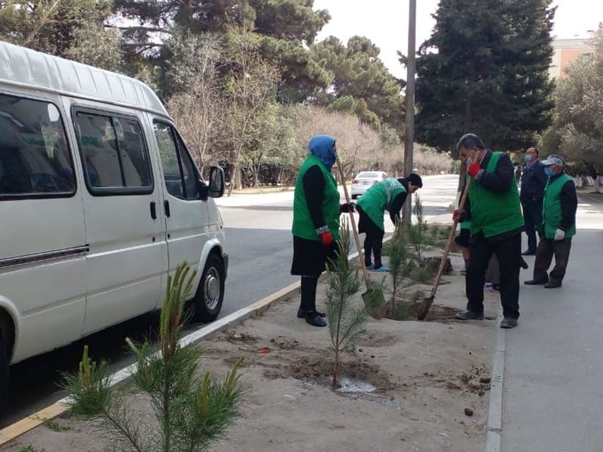 Sumqayıtda aşmış ağacların yerinə yeniləri əkilib (FOTO) - Gallery Image