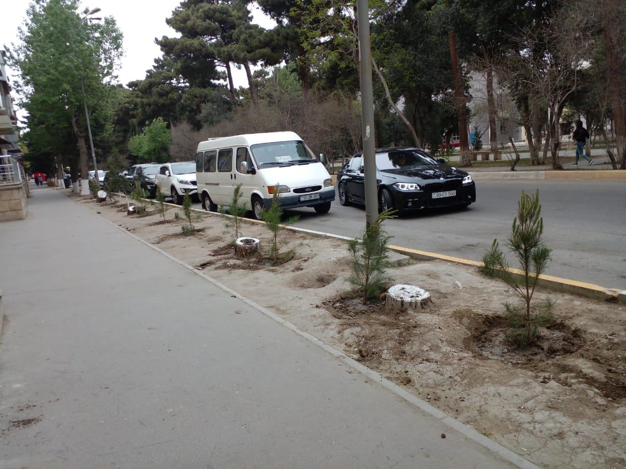 Sumqayıtda aşmış ağacların yerinə yeniləri əkilib (FOTO) - Gallery Image