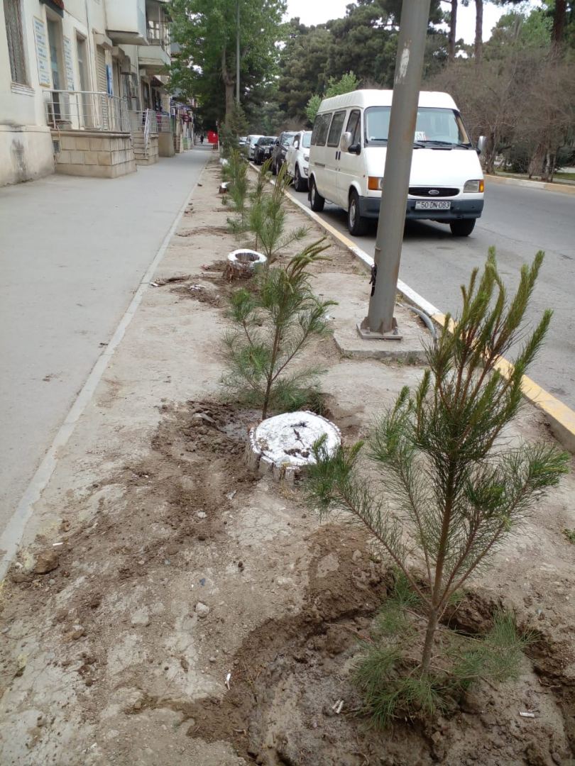 Sumqayıtda aşmış ağacların yerinə yeniləri əkilib (FOTO) - Gallery Image