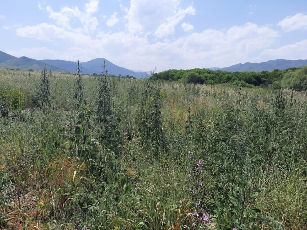 Ağdamın azad edilmiş kəndlərində narkotik bitkilər aşkar edilib (FOTO) - Gallery Image