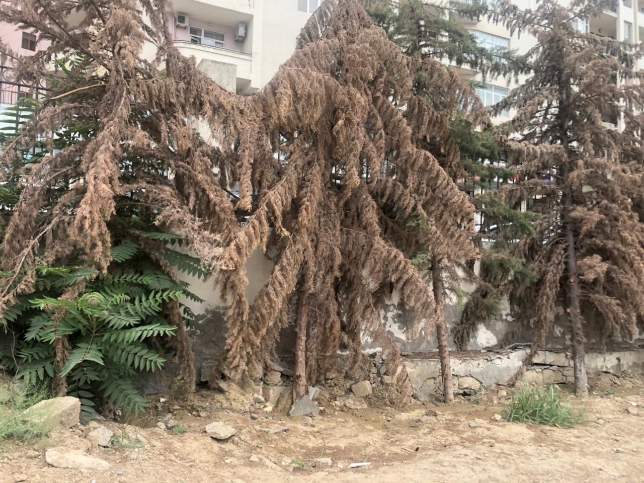 Bakıda qurumuş ağacların yerinə yeniləri əkildi (FOTO) - Gallery Image