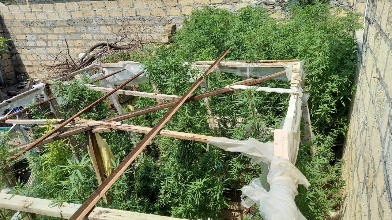 Yevlaxda çətənə bitkisinin kultivasiyası ilə məşğul olan şəxs saxlanılıb (FOTO) - Gallery Image