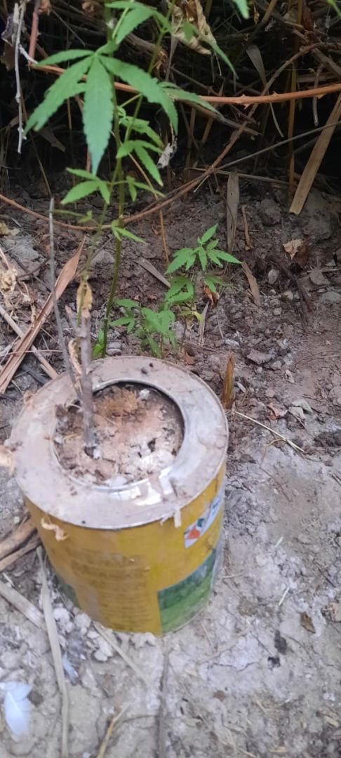 Saatlıda narkotik tərkibli bitkilərin kultivasiyası ilə məşğul olan şəxs saxlanılıb (FOTO) - Gallery Image