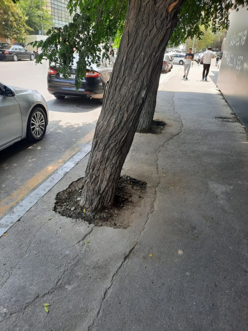 Bakıda asfaltlanan ağacların dibi təmizləndi (FOTO) - Gallery Image