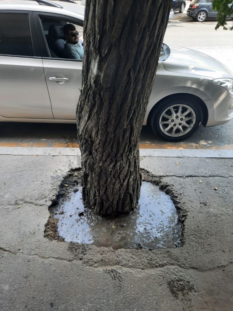 Bakıda asfaltlanan ağacların dibi təmizləndi (FOTO) - Gallery Image