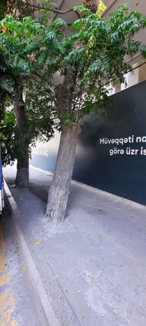 Bakıda asfaltlanan ağacların dibi təmizləndi (FOTO) - Gallery Image