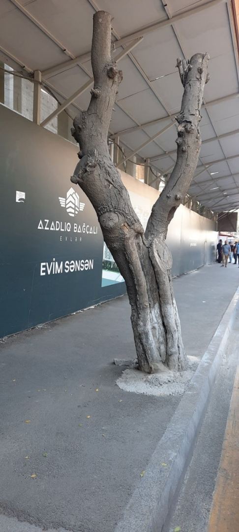 Bakıda asfaltlanan ağacların dibi təmizləndi (FOTO) - Gallery Image