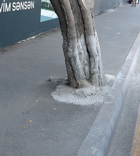 Bakıda asfaltlanan ağacların dibi təmizləndi (FOTO) - Gallery Image