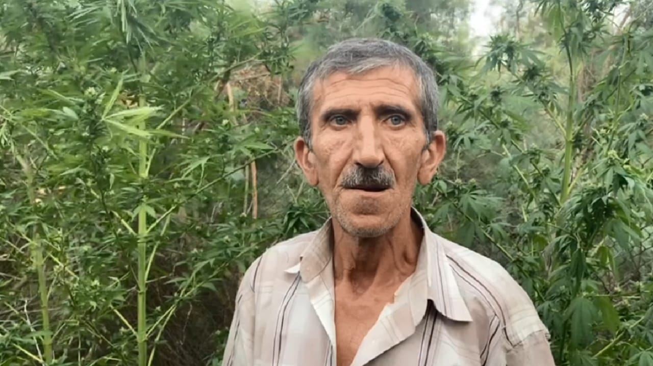 Kürün sahilində narkotik yetişdirən dəstə saxlanıldı (FOTO/VİDEO) - Gallery Image