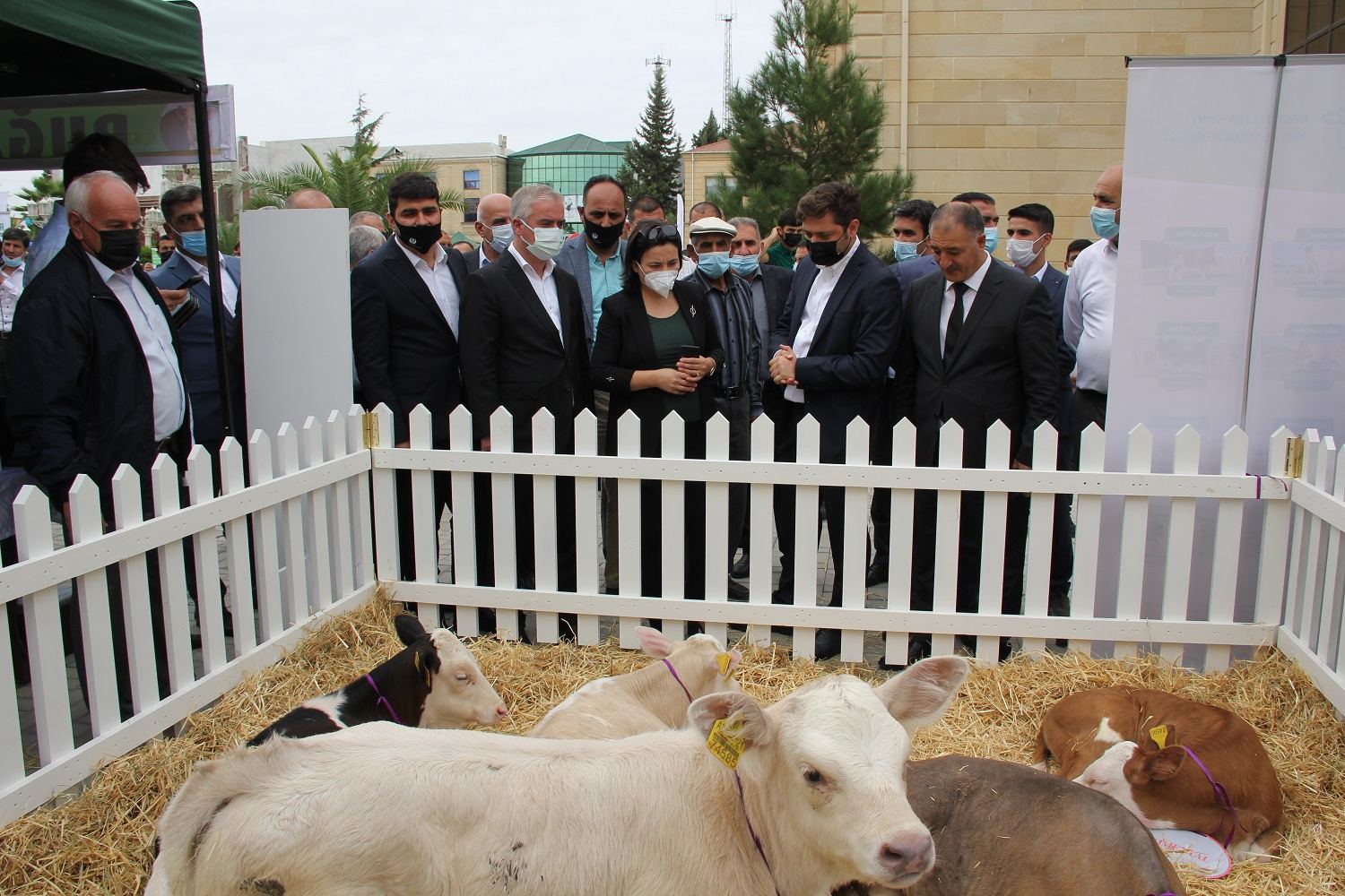 Cəlilabadda toxum sərgi-satış yarmarkası keçirilib (FOTO) - Gallery Image
