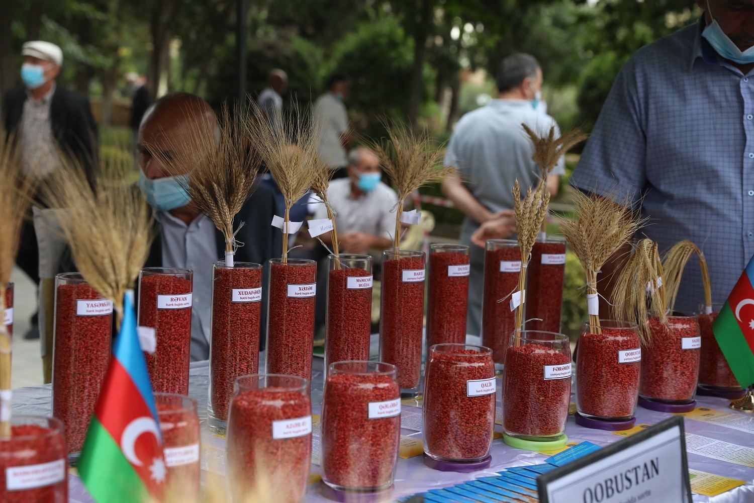 Cəlilabadda toxum sərgi-satış yarmarkası keçirilib (FOTO) - Gallery Image