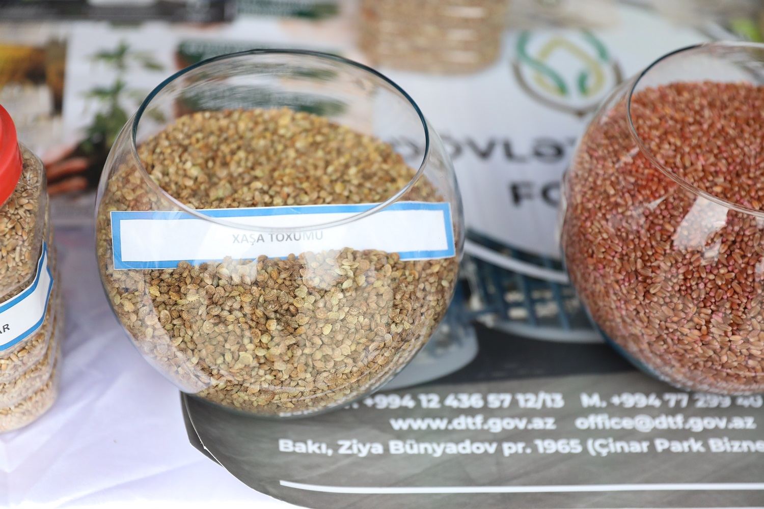 Cəlilabadda toxum sərgi-satış yarmarkası keçirilib (FOTO) - Gallery Image