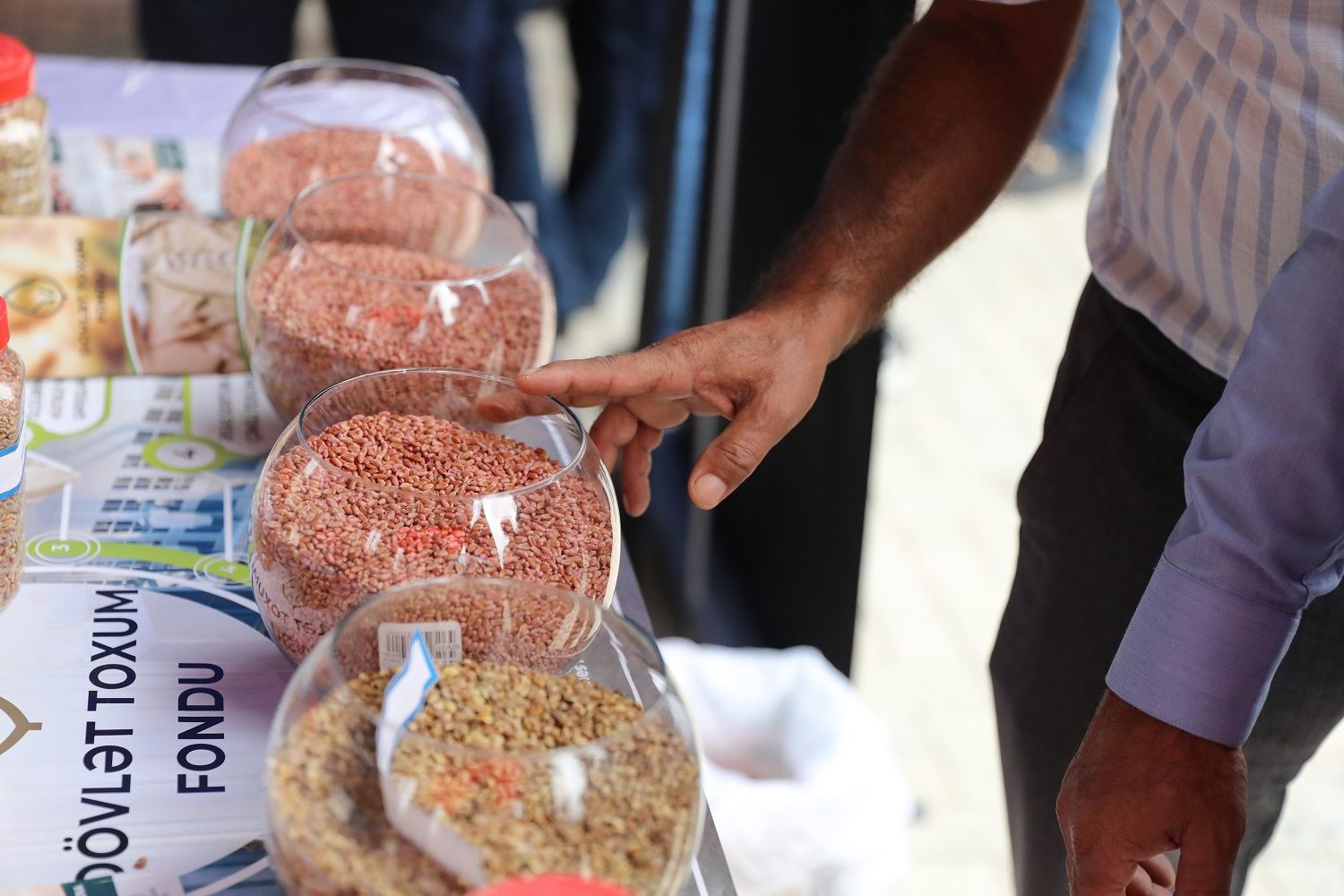 Cəlilabadda toxum sərgi-satış yarmarkası keçirilib (FOTO) - Gallery Image