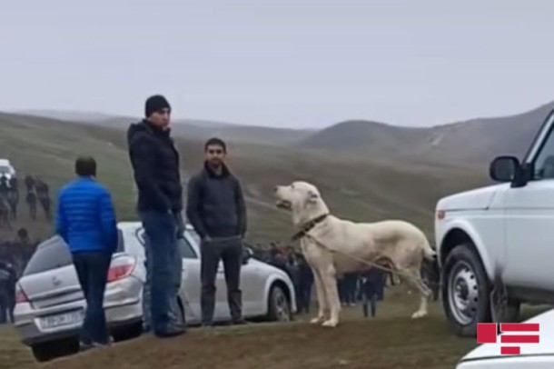 Bu rayonda qanunsuz it döyüşləri keçirildi -FOTO