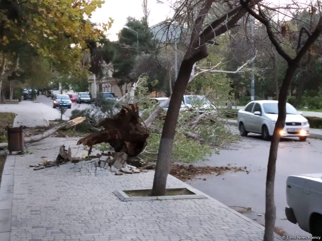 Bakıda güclü külək ağacları kökündən çıxardı (FOTO) - Gallery Image