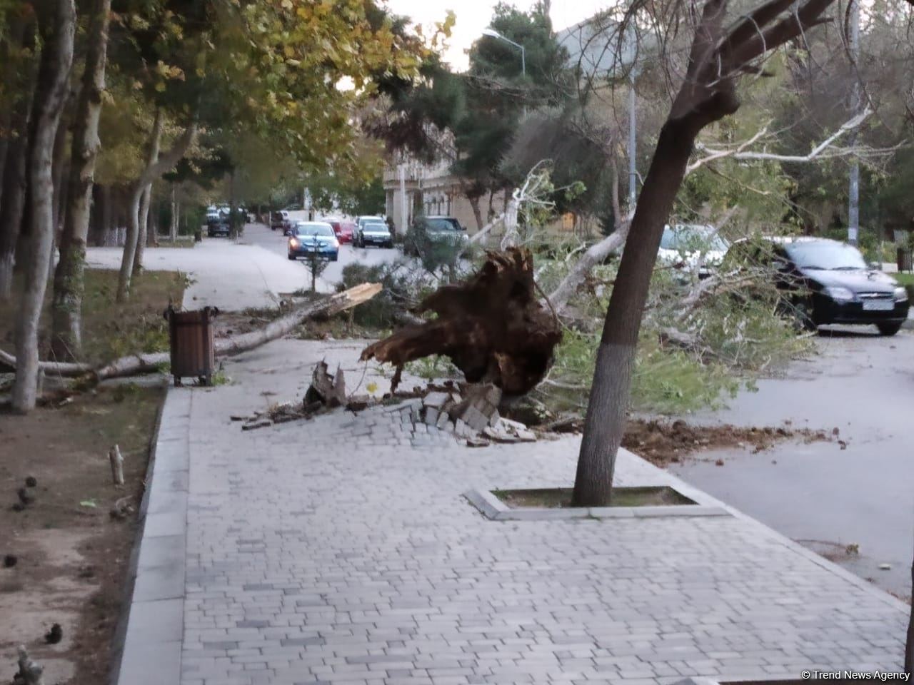 Bakıda güclü külək ağacları kökündən çıxardı (FOTO) - Gallery Image